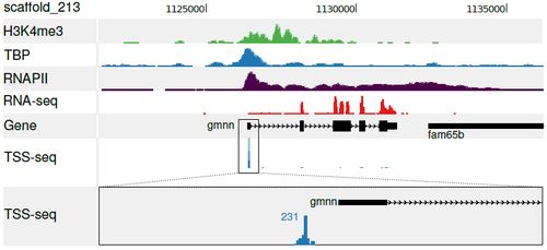 TSS-seq tracks